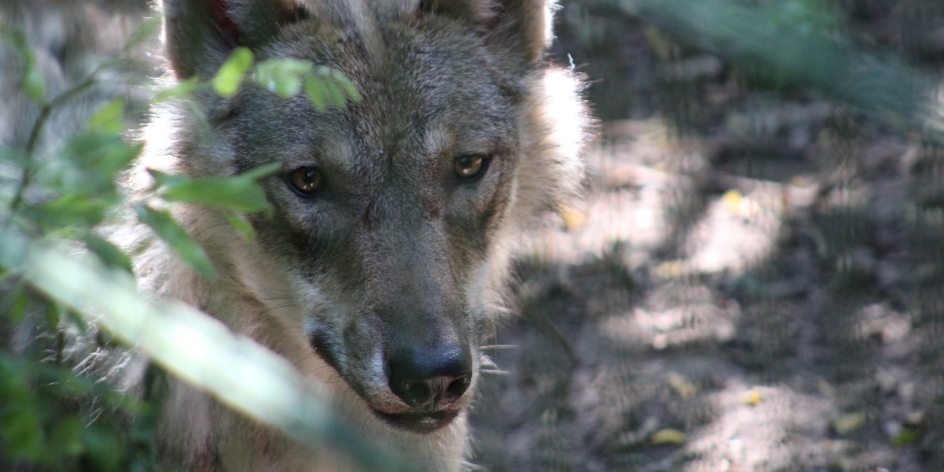 Das Wolfcenter Dörverden freut sich auf große und kleine Gäste!, © Mittelweser-Touristik GmbH