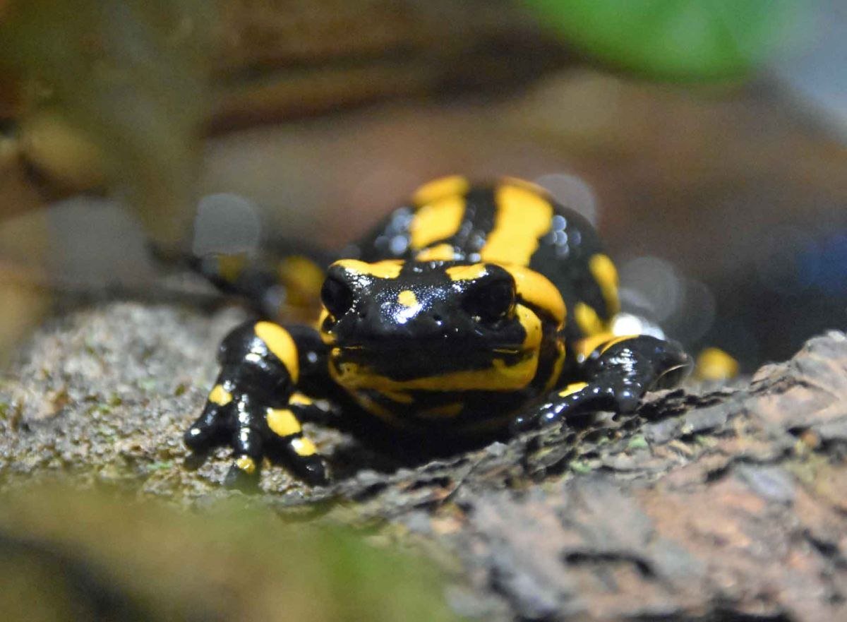 Feuersalamander, © Zeller/Erlebnis-Zoo Hannover Feuersalamander, © Zeller/Erlebnis-Zoo Hannover