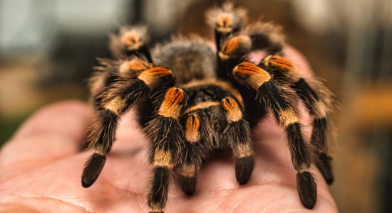 Vogelspinne Wildpark Schwarze Berge, © Wildpark Schwarze Berge GmbH & Co. KG Vogelspinne Wildpark Schwarze Berge, © Wildpark Schwarze Berge GmbH & Co. KG