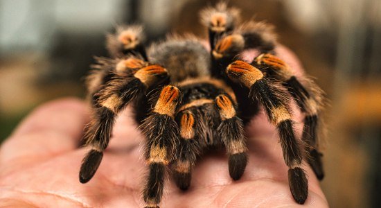 Vogelspinne Wildpark Schwarze Berge, © Wildpark Schwarze Berge GmbH &amp; Co. KG