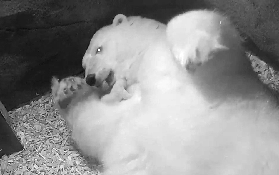 Eisbär Milana leckt ihr Jungtier, © Zoo Hannover