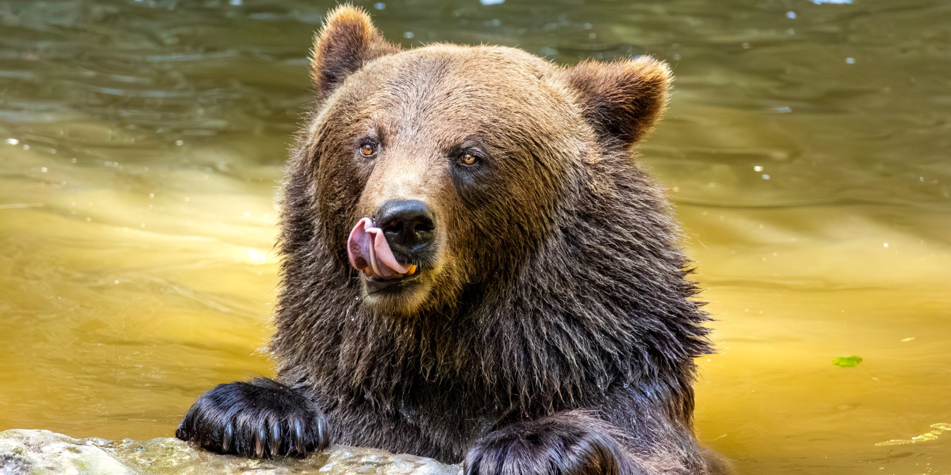 Braunbär beim Baden, © T. Schomers,  Wildpark Schwarze Berge