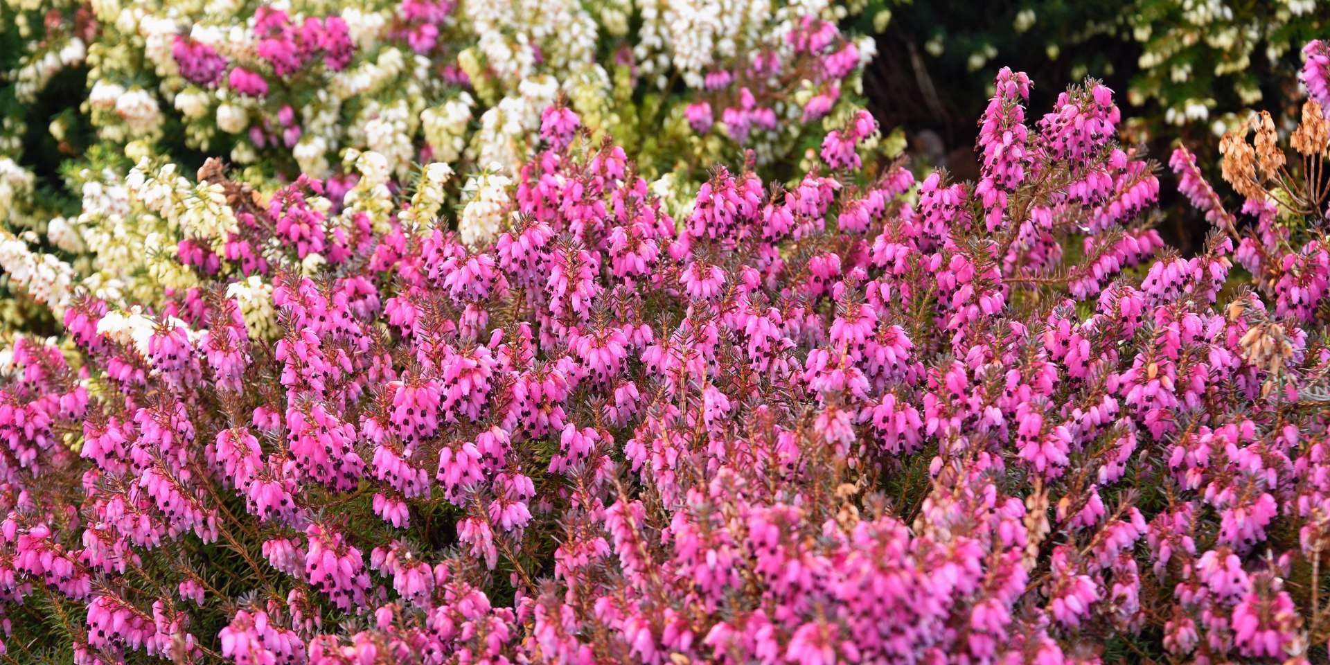 Winterheide, © Park der Gärten gGmbH