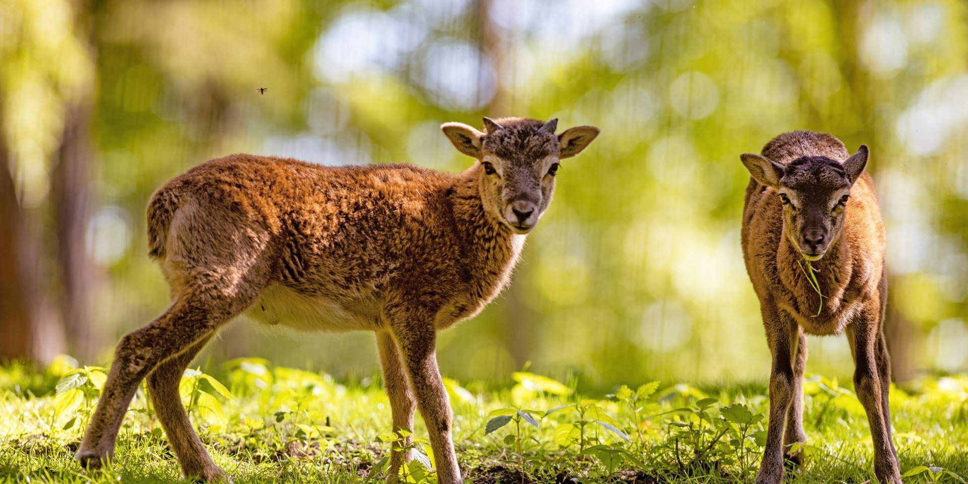 Lämmer im Wildpark Schwarze Berge , © Wildpark Schwarze Berge / T. Acke