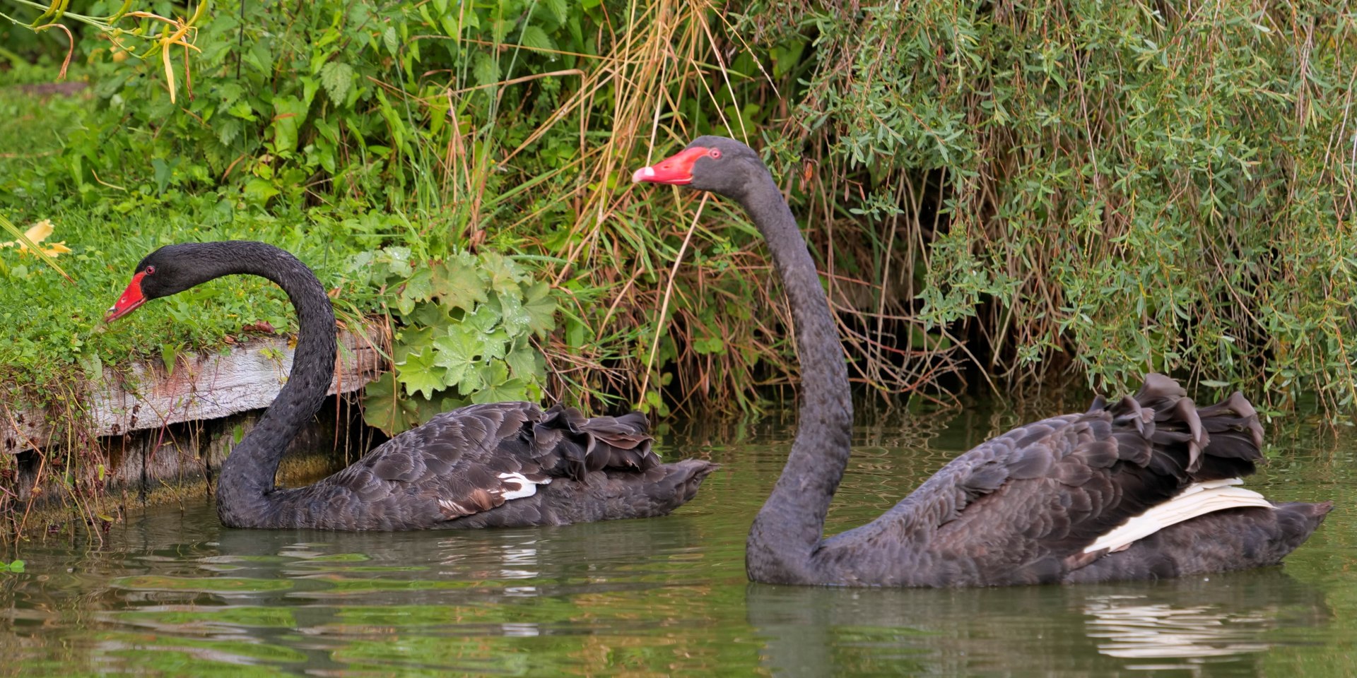 Trauerschwäne Victoria und Albert auf dem Osterbergsee, © LAGA/Terhorst