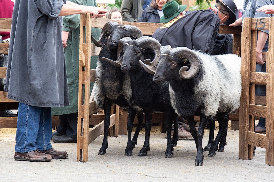 Müden Bockauktion, © Lüneburger Heide GmbH/Thorsten Link 