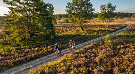 Wandern in der Heide, © Lüneburger Heide GmbH, Dominik Ketz