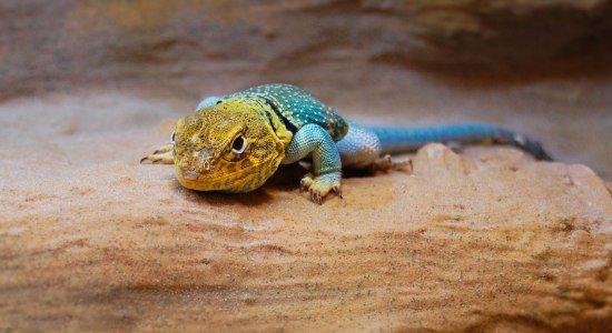 Reptilienausstellung im Wildpark Schwarze Berge, © Wildpark Schwarze Berge Reptilienausstellung im Wildpark Schwarze Berge, © Wildpark Schwarze Berge