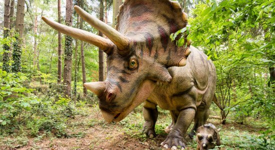 Wildpark Schwarze Berge Triceratops, © Wildpark Schwarze Berge GmbH &amp; Co. KG