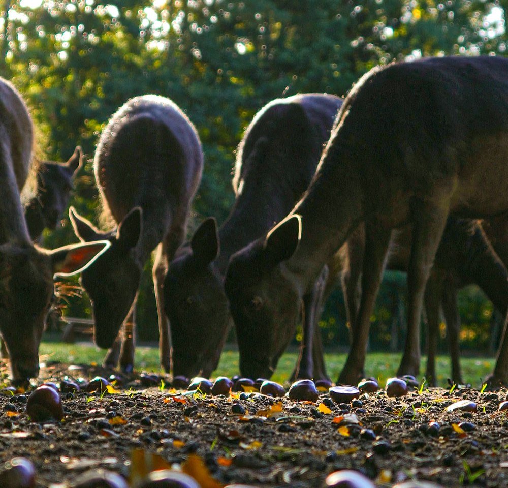 Dammwild freut sich über Kastanien, © Wildpark Müden GmbH