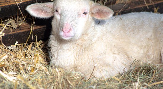 Leineschaf-Lamm, © Wildpark Müden Leineschaf-Lamm, © Wildpark Müden