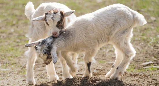 Girgentanzwillinge geboren im Wildpark Schwarze Berge, © Wildpark Schwarze Berge