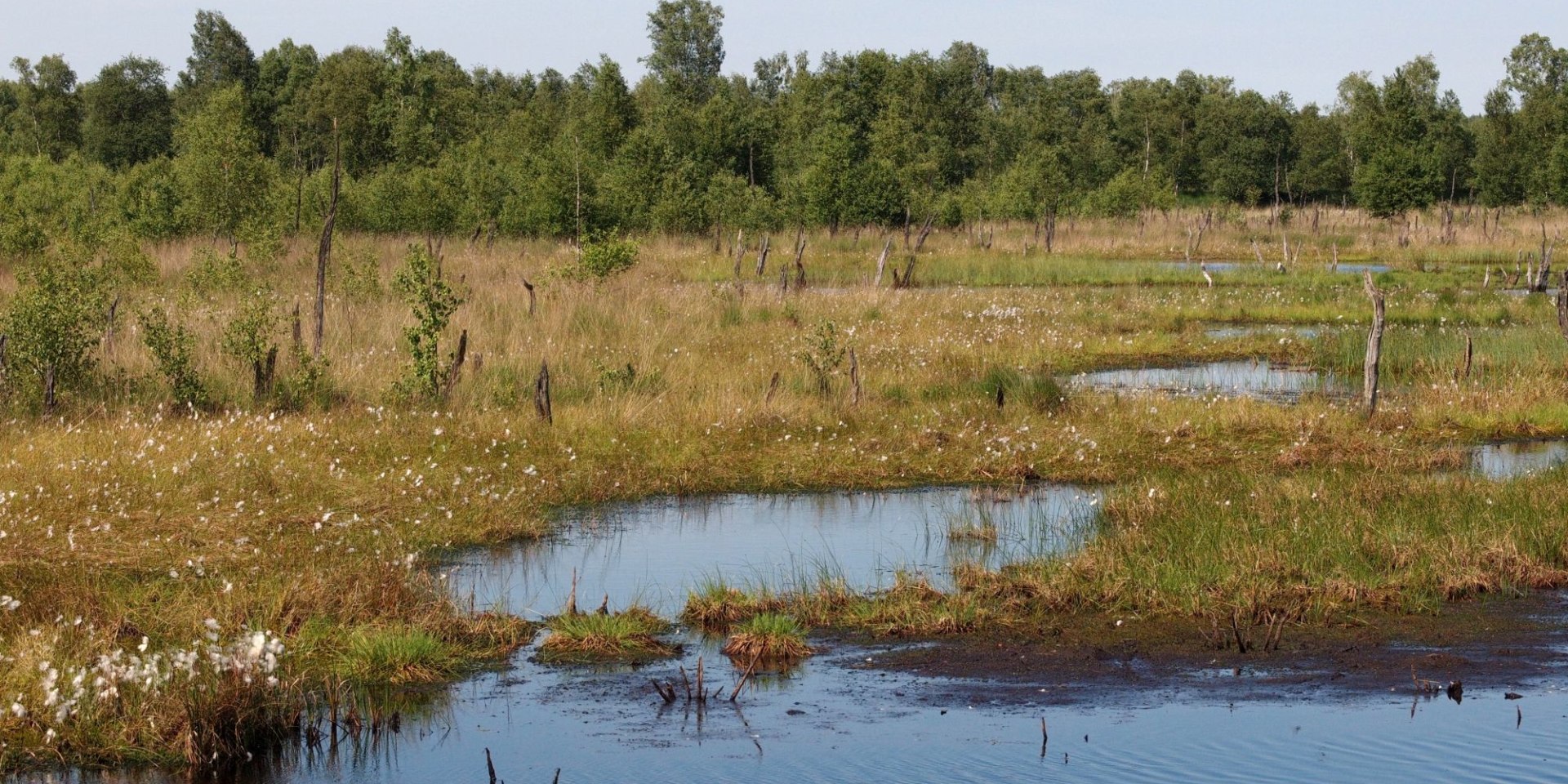 Wittmoor, © Loki Schmidt Stiftung
