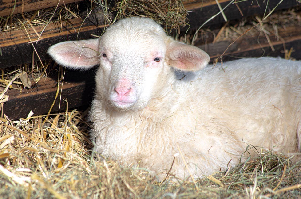 Leineschaf-Lamm, © Wildpark Müden 