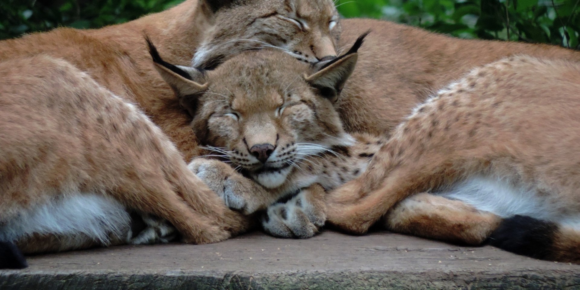 Eltern Ronja und Finn beim Kuscheln im Wildpark Schwarze Berge, © Wildpark Schwarze Berge GmbH &amp; Co. KG/ H. Maack