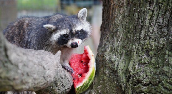Sommerspaß im Wildpark Schwarze Berge, © Wildpark Schwarze Berge GmbH &amp; Co. KG