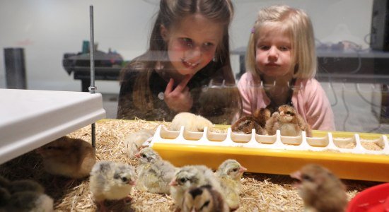 Kuekenschlupf im phaeno zu Ostern, © Matthias Leitzke