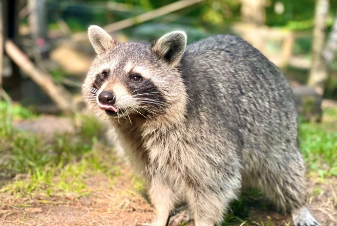 Waschbär, © Wildpark Müden