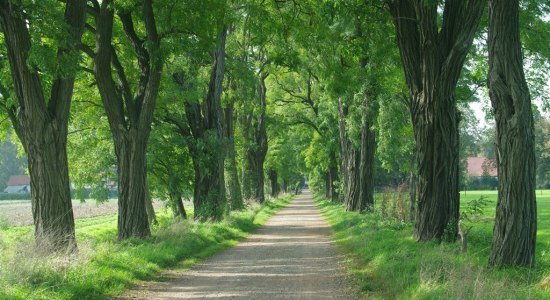 Der Baum des Jahres, die Robinie, präsentiert sich in der Alle des Monats bei Gut Düendorf, © Ansgar Hoppe
