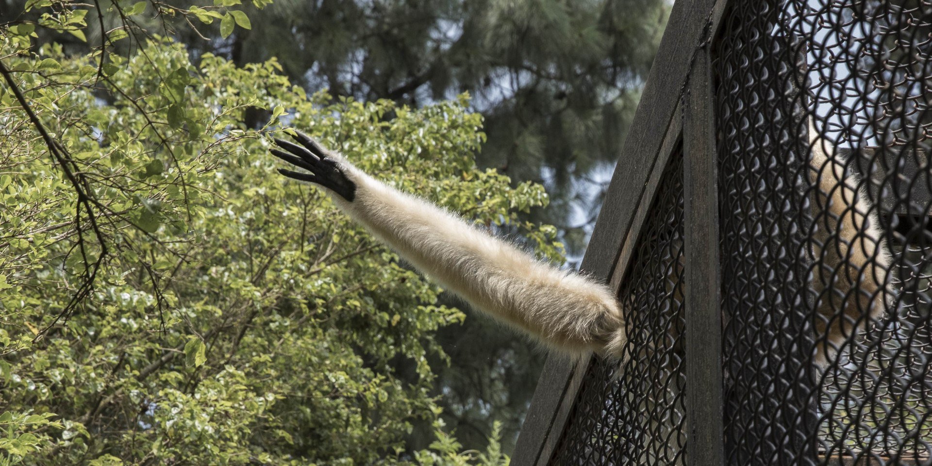 Chelina Chien Primates, © Landesmuseum für Kunst und Kulturgeschichte