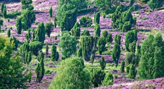Barfußpark Lüneburger Heide, © Barfußpark Lüneburger Heide / Touristinformation Egestorf Barfußpark Lüneburger Heide, © Barfußpark Lüneburger Heide / Touristinformation Egestorf