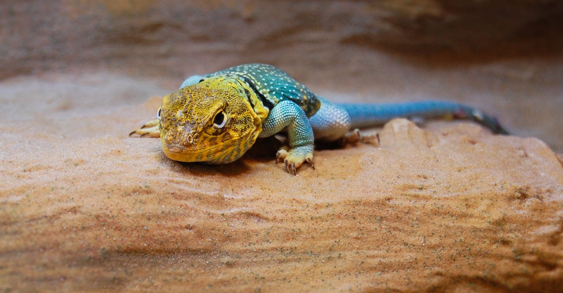 Reptilienausstellung im Wildpark Schwarze Berge, © Wildpark Schwarze Berge