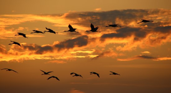 Kraniche am Abendhimmel, © Udo Fischer