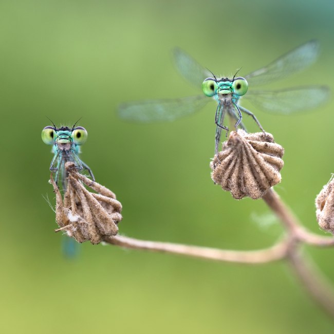 Facettenreiche Insekten, © Alberto Ghizzi Panizza