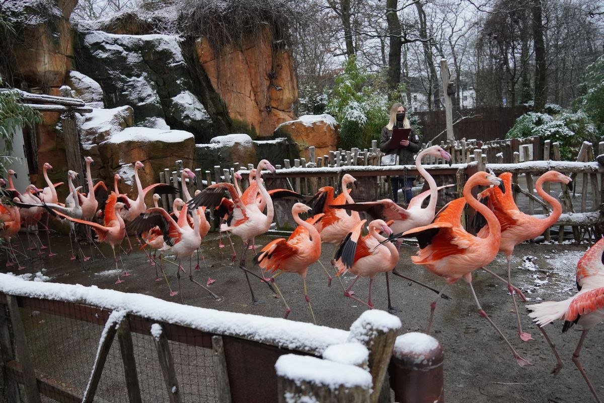 Die Flamingos werden gezählt, © Erlebnis Zoo Hannover
