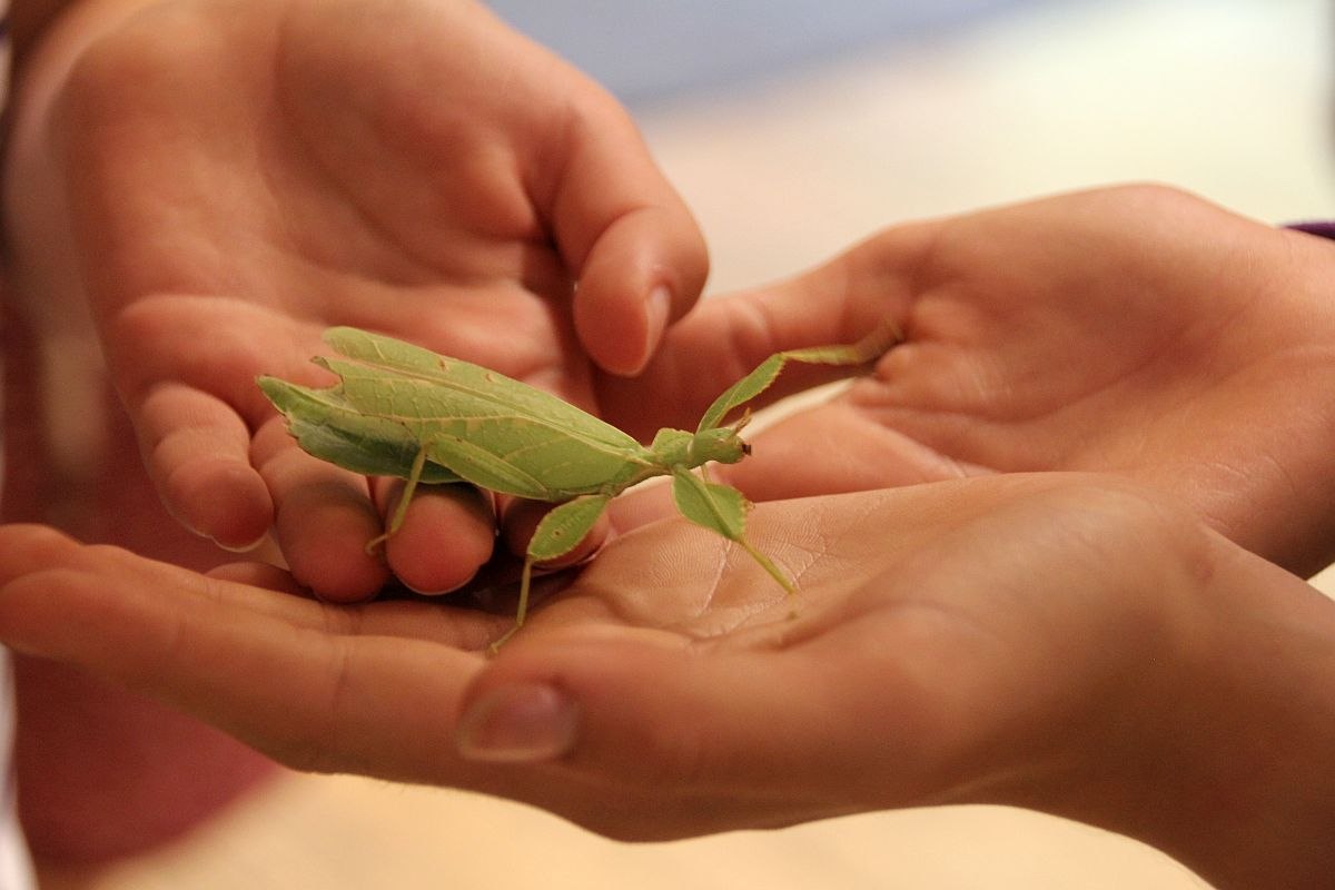 Wandelndes Blatt hautnah, © Zoo Hannover gGmbH