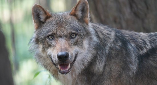 Wolf Django beim Wolfstag, © Wildpark Schwarze Berge 