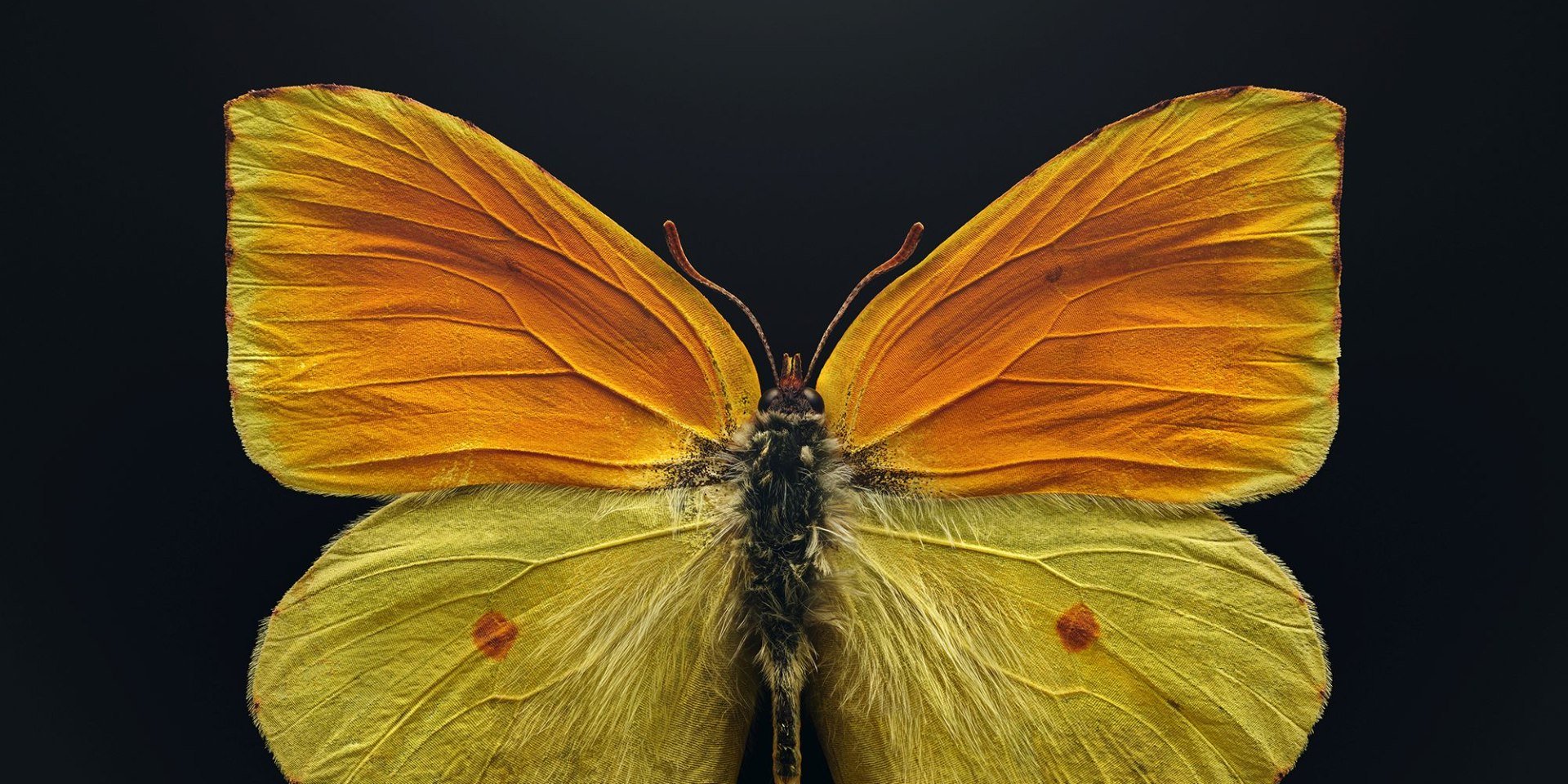 Der vom Aussterben bedrohte Schmetterling (Gonepteryx maderensis), gemeinhin als Madeira-Zitronenfalter bezeichnet, lebt in den Bergen der Madeira-Inseln. Als Raupen ernähren sie sich von einer einzigen Baumart, die ihrerseits durch eine invasive Pflanzenart bedroht ist., © Levon Biss