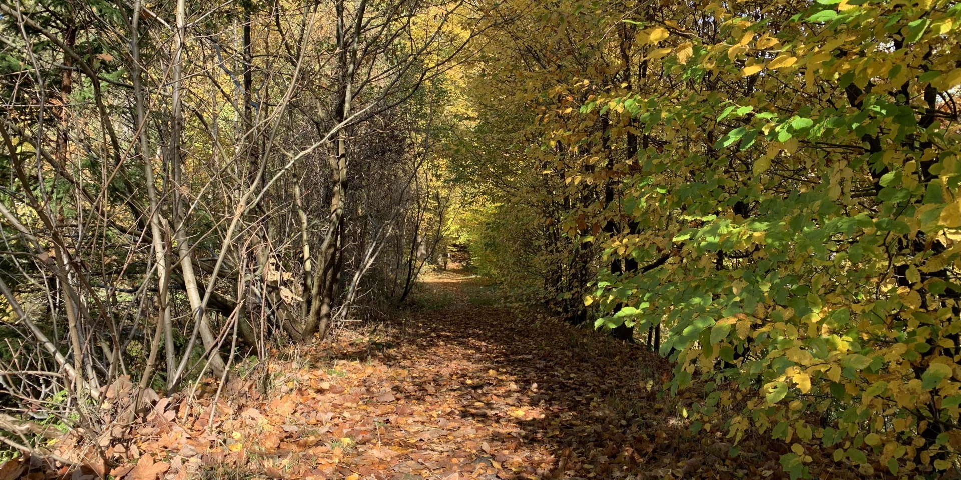 Weg im Naturpark Solling Vogler, © Jan-Oliver Schneider