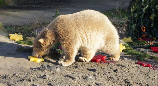 Nana leckt an den Eissternen, © Erlebnis Zoo Hannover