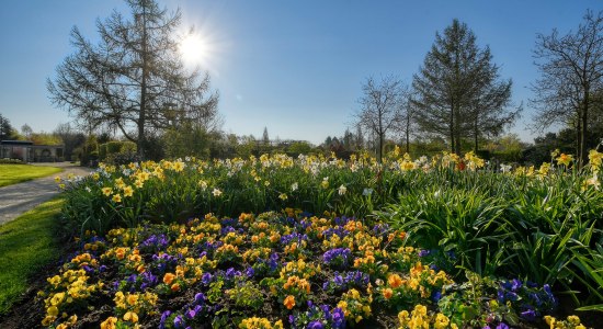 Frühlingsboten im Park, © Park der Gärten gGmbH