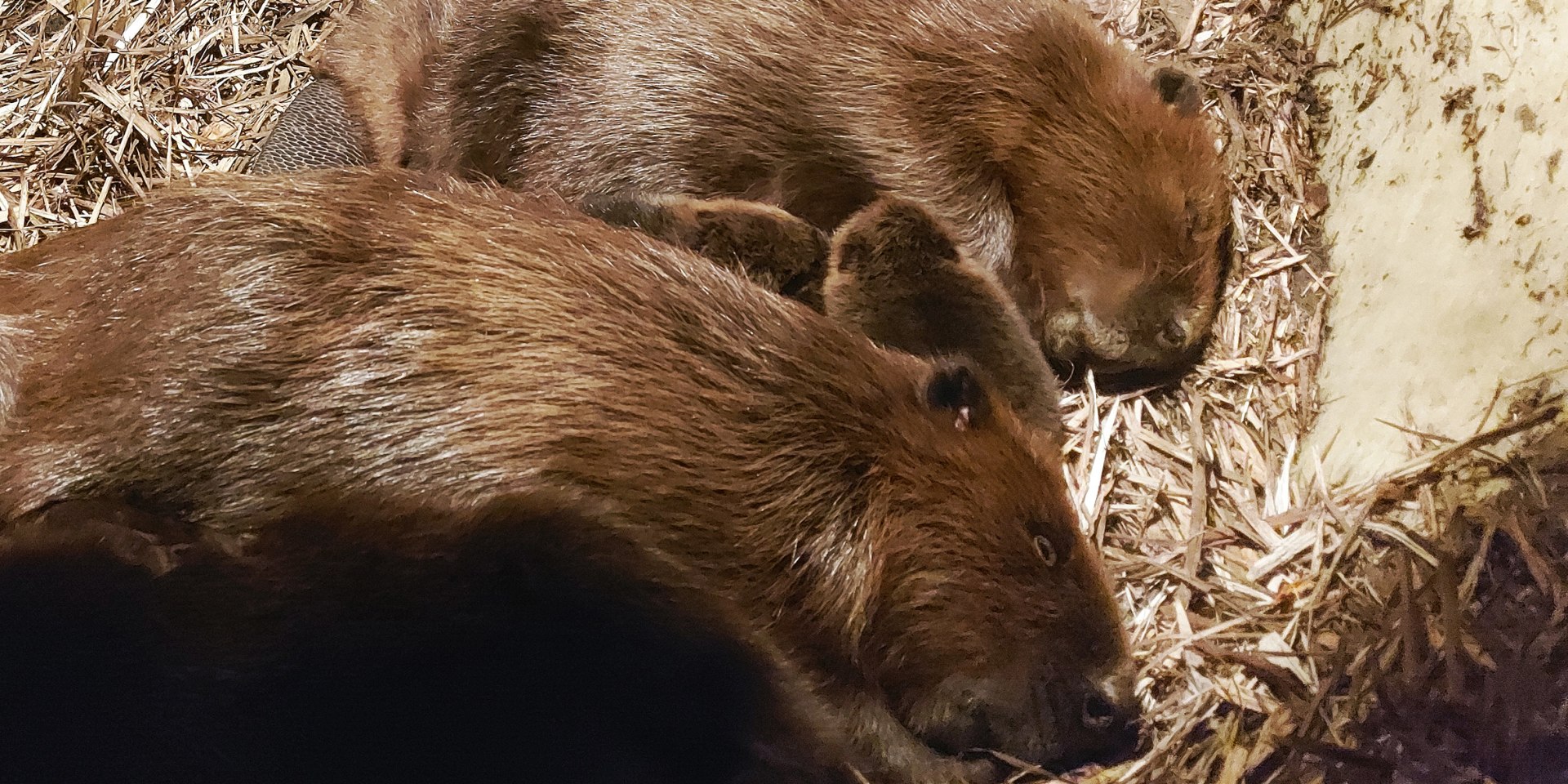 Zwei der vier Biber-Jungen zwischen beiden Elterntieren , © Biosphaerium