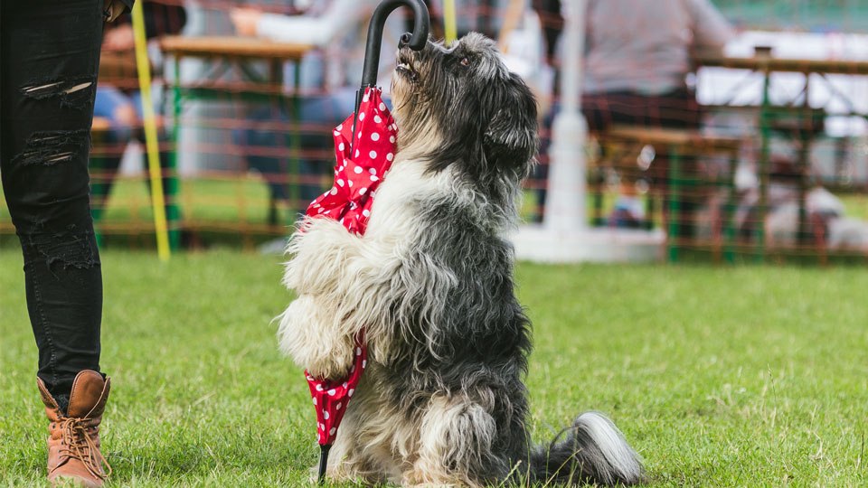 Dog Days Hannover, © Stadt Events/Giovelli Dog Days Hannover, © Stadt Events/Giovelli