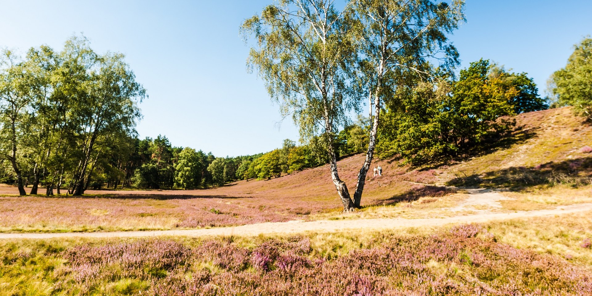 Poetry Slam Wanderung durch die Fischbeker Heide, © Lüneburger Heide GmbH/ Tiemann