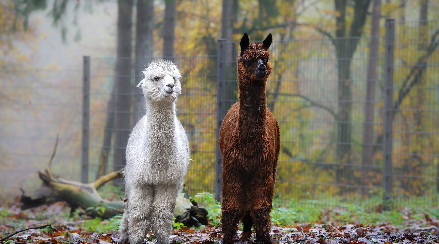 Jack und Jimmy im Wildpark Schwarze Berge, © K. Ahrens, Wildpark Schwarze Berge