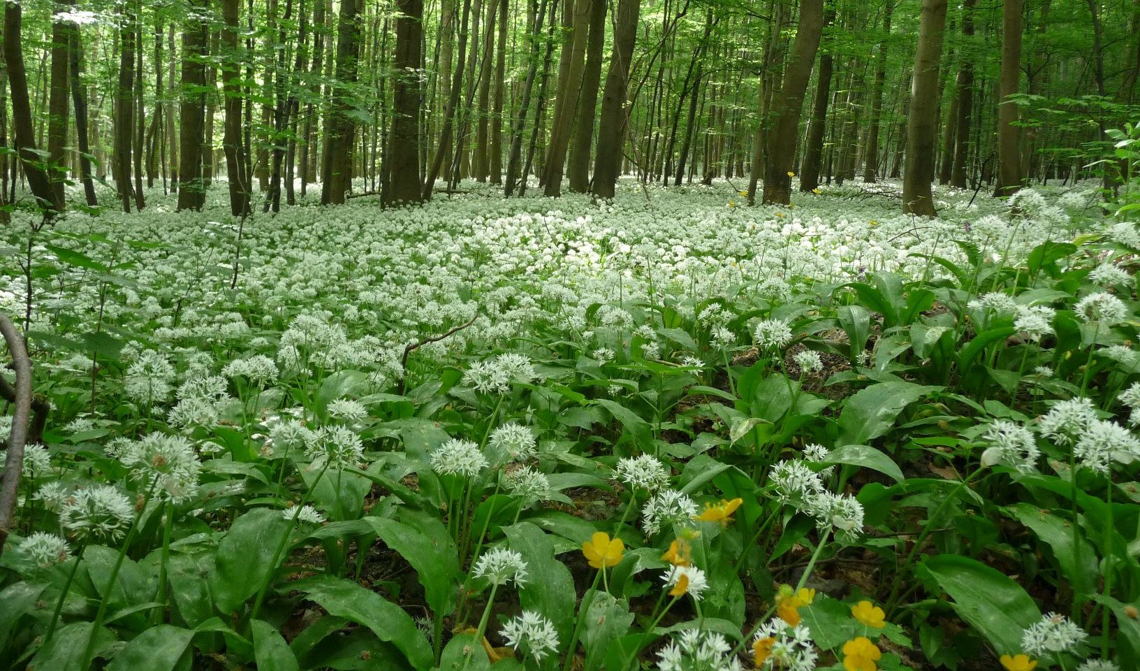 Bärlauchblüte im Nationalpark Harz, © Jürgen Rebentisch