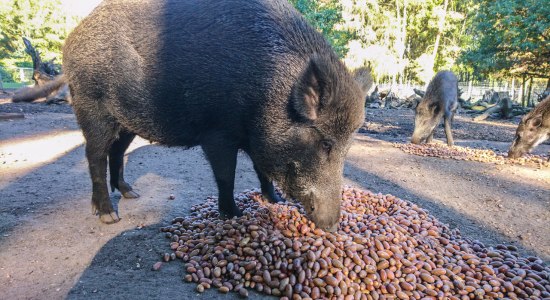Wildschwein mit Eicheln, © Wildpark Müden GmbH Wildschwein mit Eicheln, © Wildpark Müden GmbH