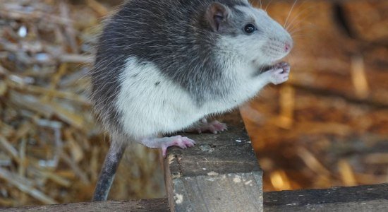 Neue Bewohner - Farbratten sind in die Remise eingezogen, © Erlebnis-Zoo Hannover