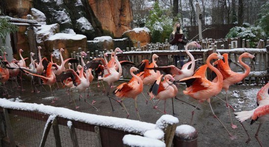 Die Flamingos werden gezählt, © Erlebnis Zoo Hannover Die Flamingos werden gezählt, © Erlebnis Zoo Hannover