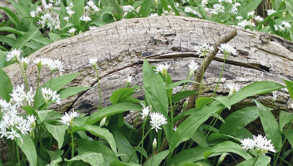 Tätigkeitsbereicht 2019 erschienen, © Nationalpark Harz