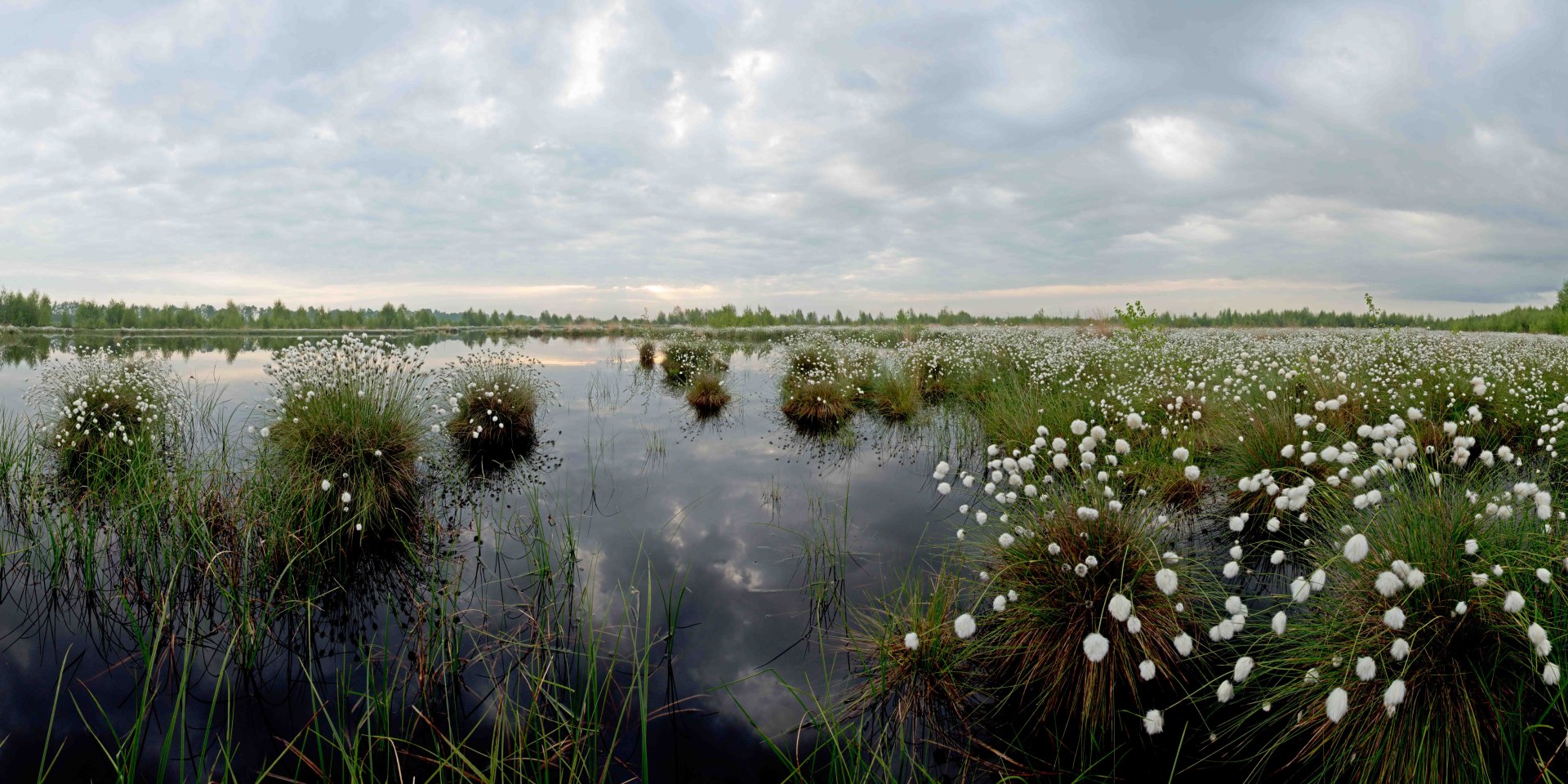 Moorlandschaft mit Wollgrasblüte, © Dr. Erhardt Nerger