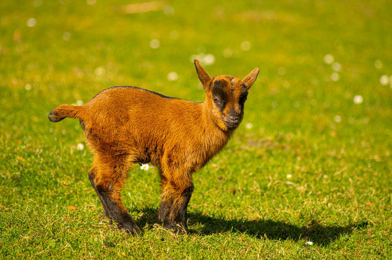 Zwergziege im Wildpark Müden, © Wildpark Müden