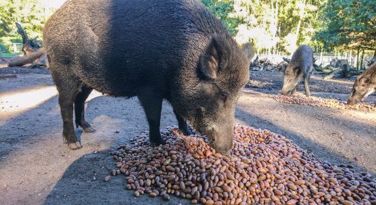Wildschwein mit einem Berg aus Eicheln, © Wildpark Müden GmbH Wildschwein mit einem Berg aus Eicheln, © Wildpark Müden GmbH