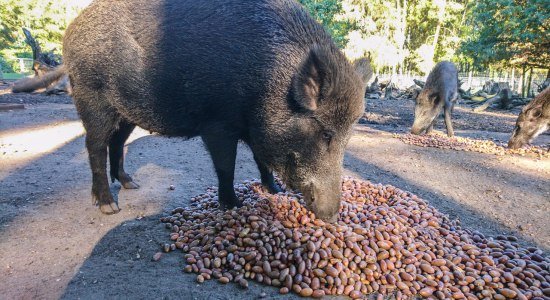 Wildschwein freut sich über Kastanien, © Wildpark Münden