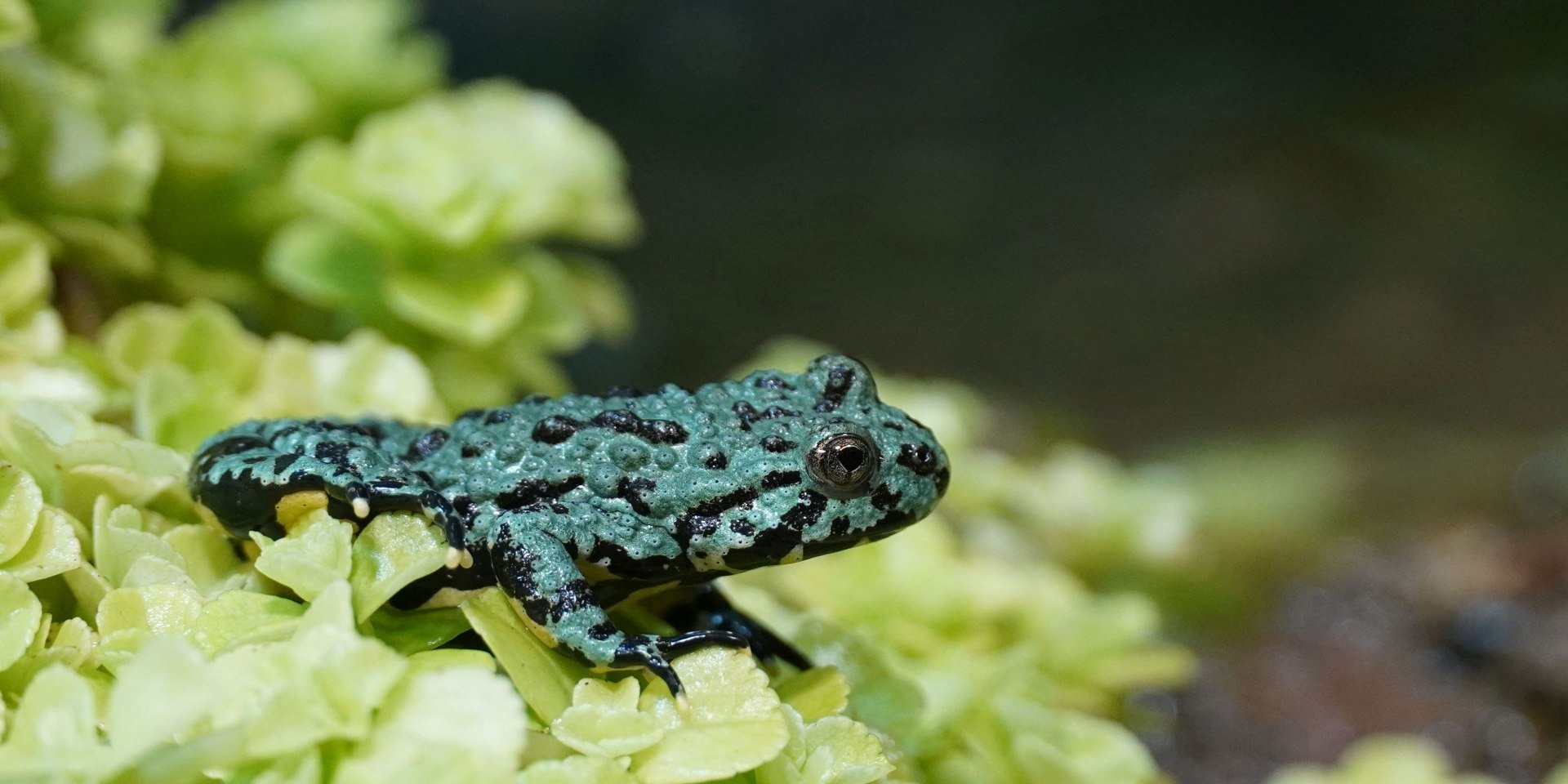 Rotbauchunken, © Erlebnis-Zoo Hannover