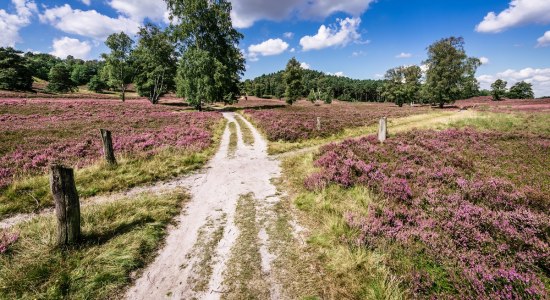 Wandern auf dem Heidschnuckenweg , © Lüneburger Heide GmbH Wandern auf dem Heidschnuckenweg , © Lüneburger Heide GmbH